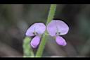 西班牙三葉草-花07.JPG