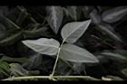 西班牙三葉草-葉背01.JPG