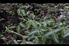西班牙三葉草07.JPG
