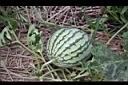 西瓜-實03.jpg