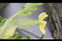 西瓜-雌花06.JPG