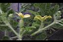 西瓜-雌雄花09.JPG