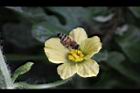 西瓜-雄花63.jpg