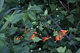 觀音蘭08.JPG