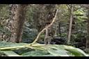 角板山月桃-果梗00.JPG