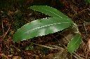 角板山月桃-葉09.JPG