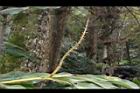 角板山月桃-果梗01.JPG