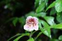 角桐草-花12.jpg