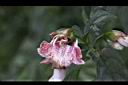 角桐草-花蕊01.JPG