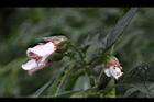 角桐草-花04.JPG