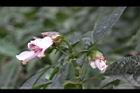 角桐草-花05.JPG