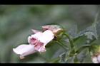 角桐草-花06.JPG