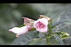 角桐草-花08.JPG