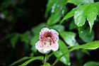 角桐草-花10.jpg
