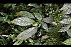 角桐草-花苞00.jpg