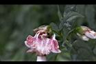 角桐草-花蕊00.JPG