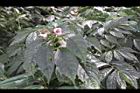 角桐草04.JPG