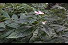 角桐草05.JPG
