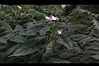 角桐草06.JPG