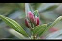 角莖野牡丹-花苞1.jpg