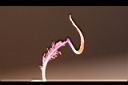 角莖野牡丹-雄蕊0.jpg