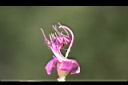 角莖野牡丹-雌蕊.jpg