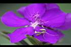 角莖野牡丹-花09.jpg