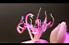 角莖野牡丹-花蕊03.jpg