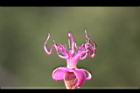 角莖野牡丹-花蕊06.jpg