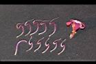 角莖野牡丹-花蕊32.jpg