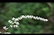 角菜-花3.jpg