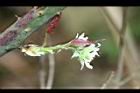 變葉懸鉤子-花苞2.jpg