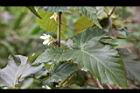變葉懸鉤子-葉1.jpg