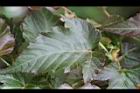 變葉懸鉤子-葉4.jpg