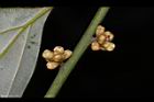 變葉新木薑子-花苞05.JPG