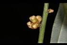 變葉新木薑子-花苞08.JPG