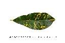 變葉木-葉正05.JPG