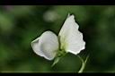 豌豆-白花6.jpg