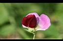 豌豆-紅花3.jpg