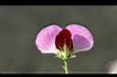 豌豆-紅花7.jpg