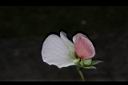豌豆-花04.JPG