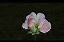 豌豆-花05.JPG