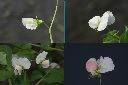 豌豆-花1.jpg