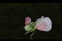 豌豆-花蕊01.JPG