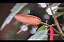 豔紅西番蓮-花苞0.jpg