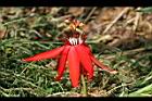 豔紅西番蓮-花06.jpg
