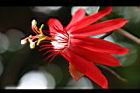豔紅西番蓮-花07.jpg