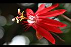 豔紅西番蓮-花08.jpg