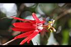 豔紅西番蓮-花10.jpg