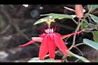 豔紅西番蓮-花11.jpg